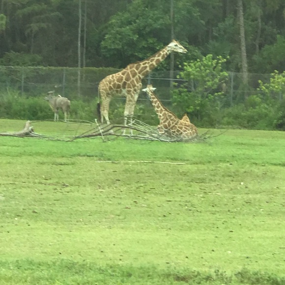 Meet your Posher, Carrie - Picture 1 of 1